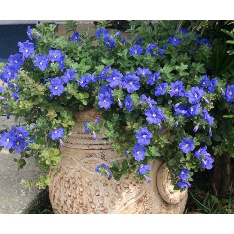 hoa thanh tú- cây giống