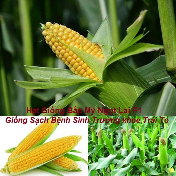 Hạt Giống Bắp Mỹ Lai F1, Bắp Mỹ Ngọt - Trái Lớn (gói Nhiều hạt, nãy mầm 95%)