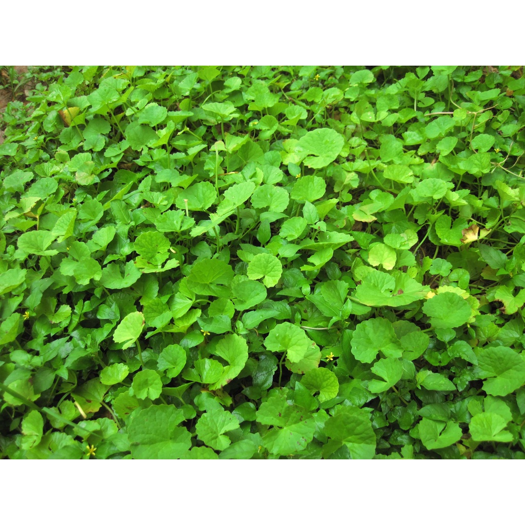 100 Hạt Giống Rau Má Lá To