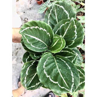 Cây đuôi công xanh lá loang trắng cao trên 20cm
