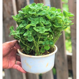 Chậu cây Nhất Mạc Hương trồng nơi có nhiều nắng