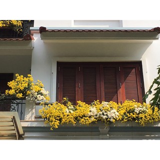 Combo 10 bầu cúc chi vàng rủ