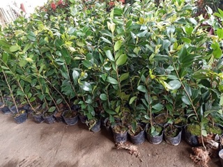 Cây giống hoa trà my cây giống hoa trà my đủ màu cao từ 10-15cm