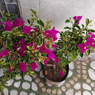 Cây 🌲 Giấy Cẩm Thach Mỹ...hoa tím đậm.