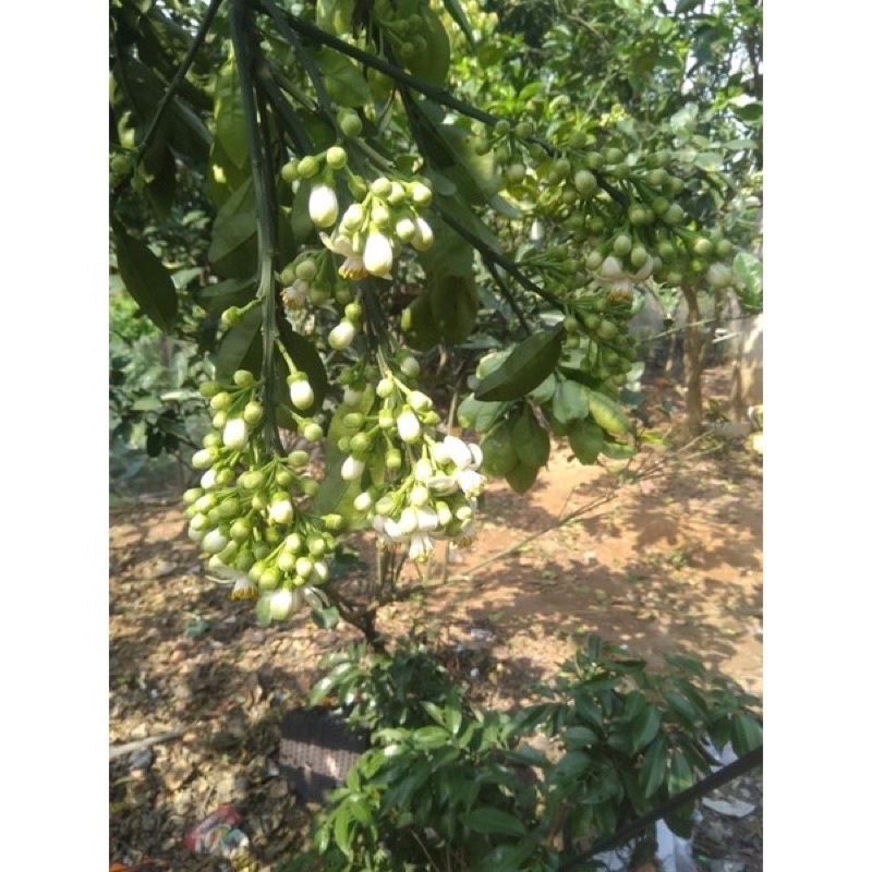 Kích thích ra hoa, Phát tố ra hoa cực mạnh 100gr