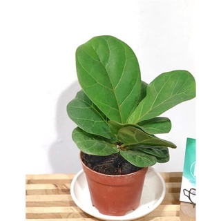 Cây bàng non , bàng singapore