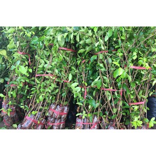 Chậu cây giống sơ ri ( cao 60-80cm )