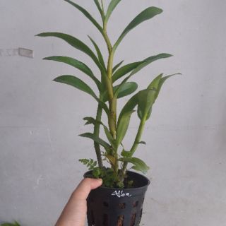 Denro nắng Alba