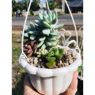 Chậu bí treo mini 11x8cm