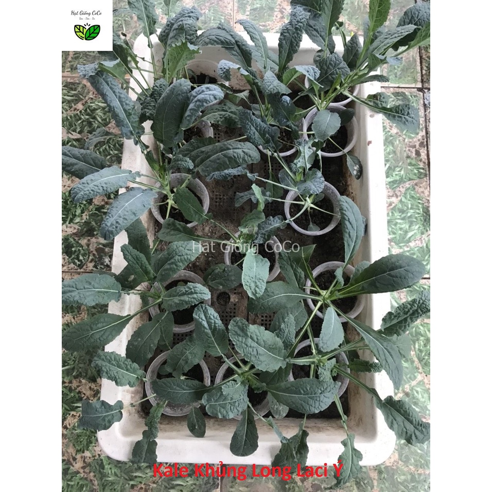Cây Giống Cải Xoăn, Kale Xoăn Xanh,  Kale Tím, Khủng Long, Red Russian, Hạt