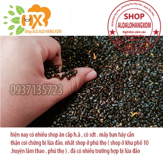 hạt giống tràm lai -500 gram