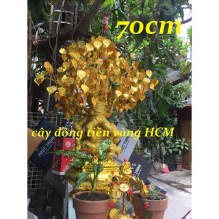 Cây cành vàng lá ngọc cây đồng tiền lá bồ đề size lớn 70cm đế lư đại