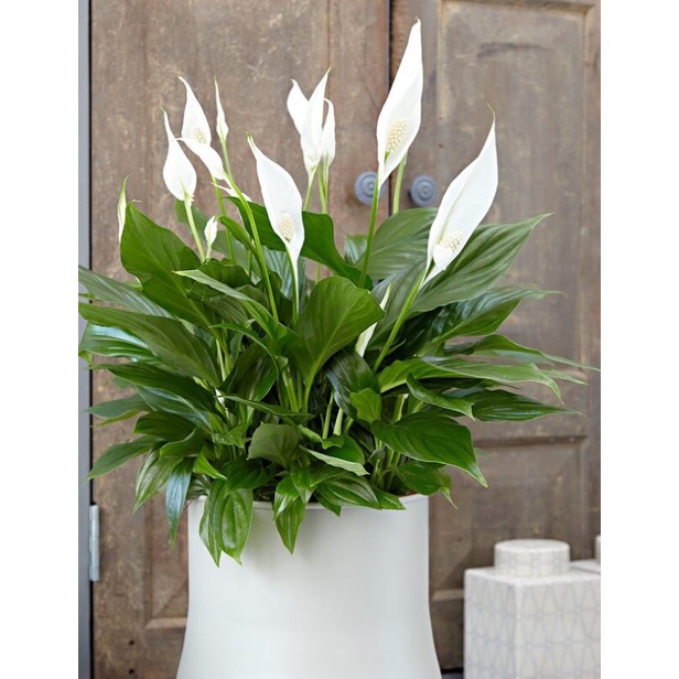 Cây giống Spathiphyllum wallisii Peace Lily (Lan Ý, Huệ Hoà Bình) chậu nhựa 8cm