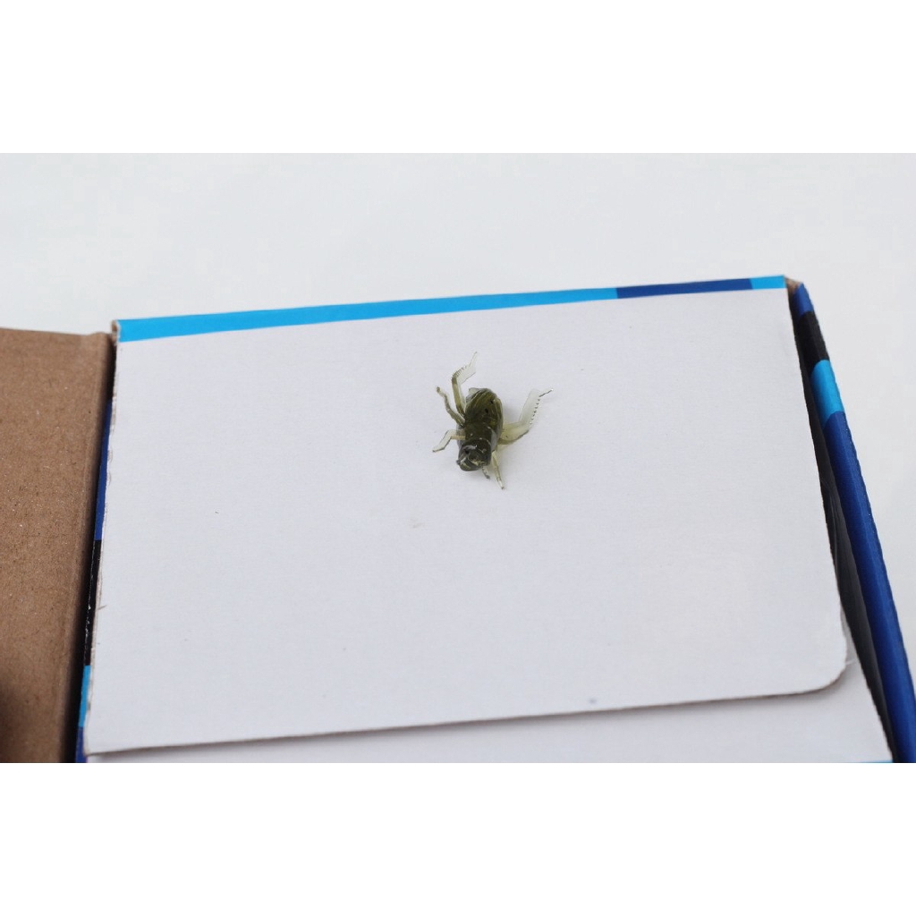 Bộ 50 Mồi Câu Cá Giả Hình Côn Trùng