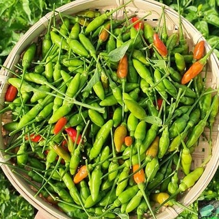 Hạt giống Ớt Xiêm - Ớt Thóc