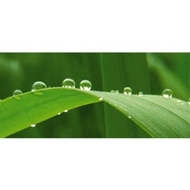 Chất bảo quản gỗ teak và hàng ngoài trời. Teak shield