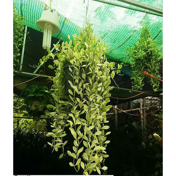 Cobom 5 Nhánh CÂY LAN ĐÔ LA - nhánh  phát triển quanh năm