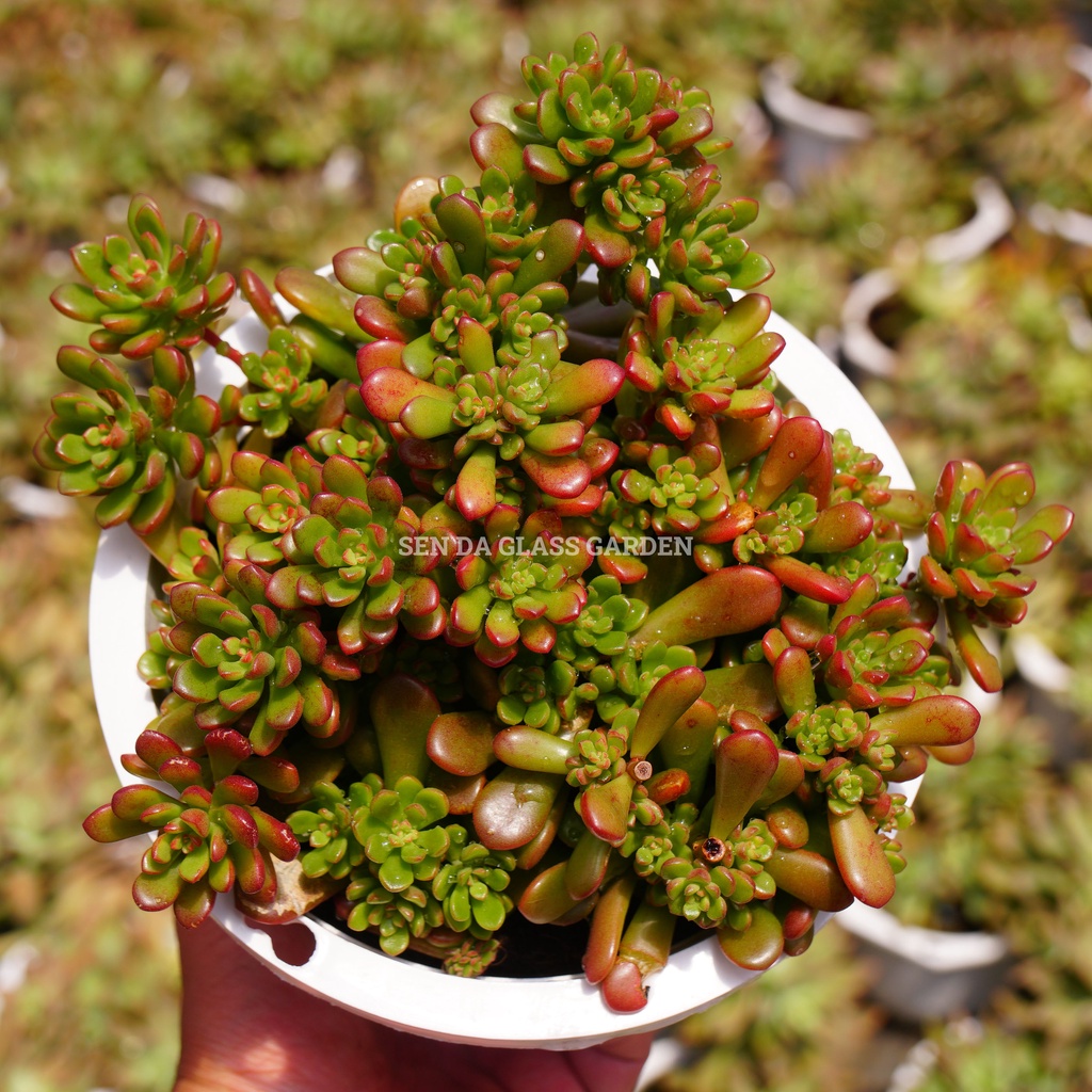 Sen đá Sedum kẹo chậu lớn 15cm, GLASS GARDENHàng sen đá Đà Lạt, Lỗi 1 đổi 1