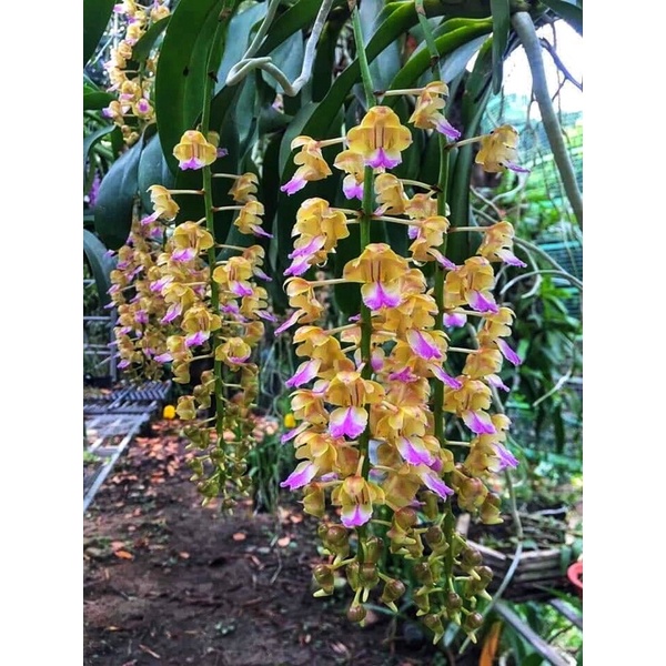 Lan Tam Bảo Sắc Rừng 1 Cây
