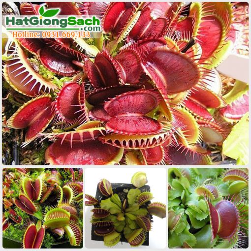Hạt giống bẫy kẹp, tỉ lệ nảy mầm cao, gói 0.1gr
