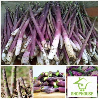shophouse 30 Hạt giống măng tây tím SHOP HOUSE TẾT KHUYẾN MẠI