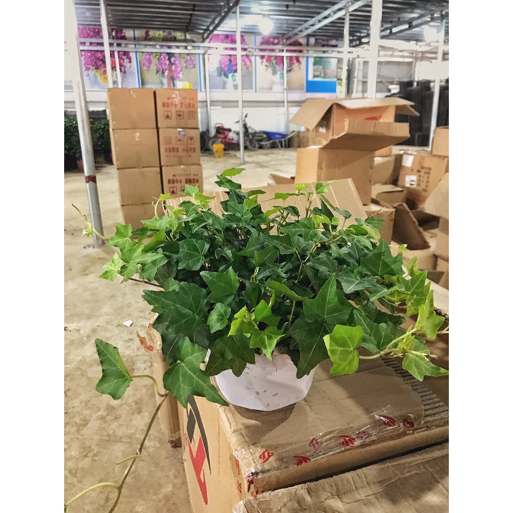 Cây thường xuân trồng chậu treo, cây có sức sống cực tốt nhiều nhánh lá xanh tươi quanh năm và dễ chăm sóc