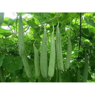 Hạt giống mướp khía thái lan 2gr