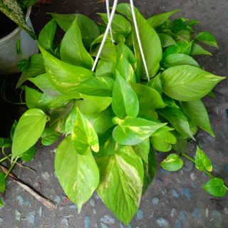 Trầu bà thái
