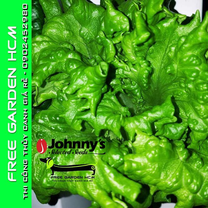 COMBO 100 HẠT GIỐNG XÀ LÁCH MUIR – Johnny’s Seed – Mỹ