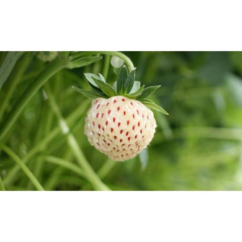 Cây Dâu Tây Bạch Tuyết Má Hồng (Dâu Dứa) x10 Cây Giống Cấy Mô