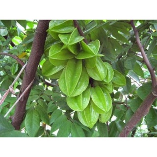 Cây giống khế chua