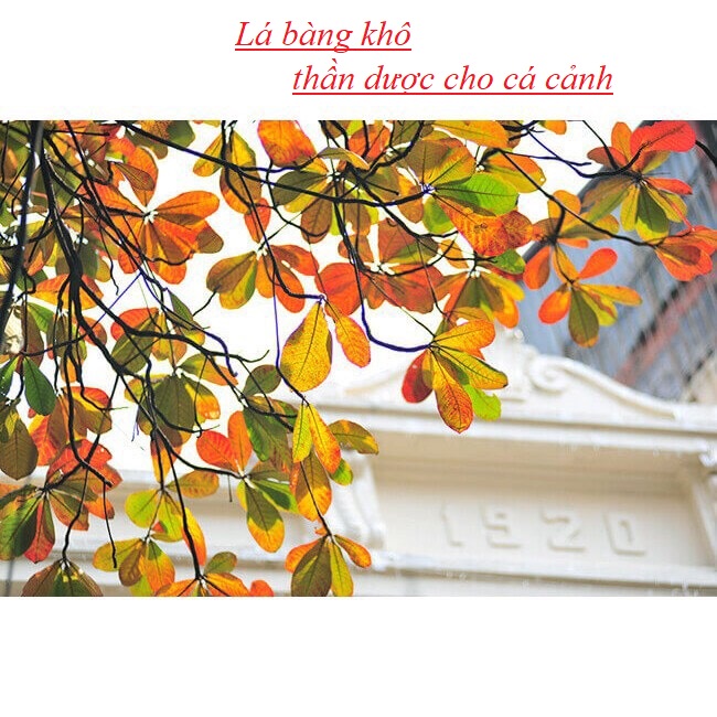 Lá Bàng Khô Cho Cá Cảnh