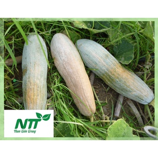 Hạt giống Bí đỏ TN - 01