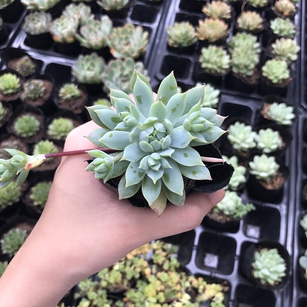 Sen đá Dù Kim - Size Trung Bình 7-10cm - Cây sẵn nhiều cành hoa ☂☂☂