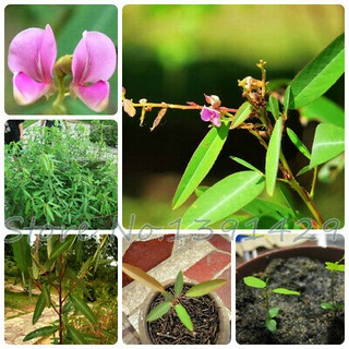Hạt giống cây nhảy múa - 10 hạt/ gói