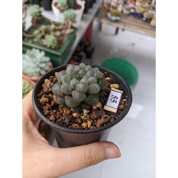 SEN ĐÁ HAWATHIA 5CM - CÂY MỌNG NƯỚC - ƯA RÂM - VƯỜN XƯƠNG RỒNG MINI cây cảnh trang trí phong thủy nhà cửa, freeship