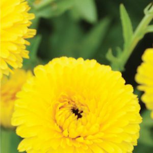 Hạt giống cúc susi (tặng kèm phân bón và kích mầm)