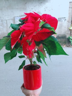 Chậu Cây Trạng Nguyên