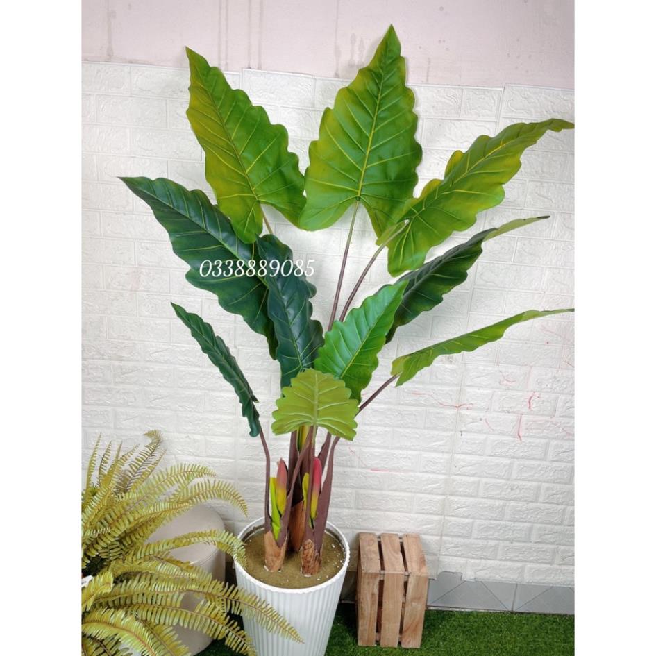 Cây giả-Cây Tai Voi Nam Phi loại cao cấp ,decor cực đẹp