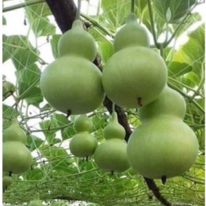 Hạt Giống Bầu Hồ Lô MINI Năng Suất Cao (10 Hạt)