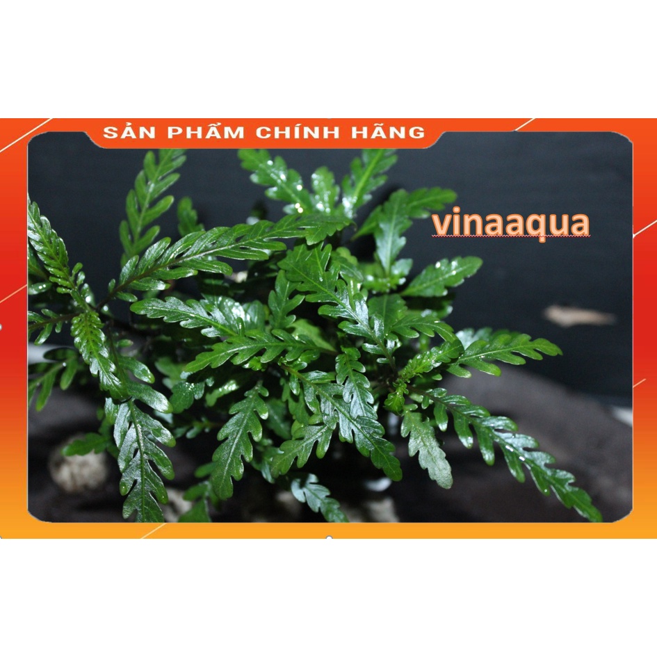 Cây thủy sinh Liễu răng cưa 1 chậu bán cạn Vinaaqua_cây thủy sinh dễ chăm không cần Co2 cho hồ thủy sinh, bể thủy sinh.