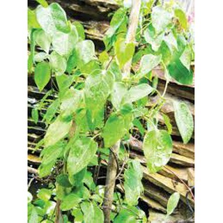 0.5GR - HẠT GIỐNG LÁ GIANG