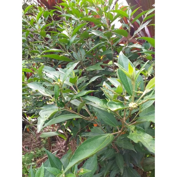 Khổ sâm cho lá 1kg