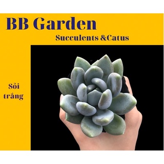 SEN ĐÁ SỎI TRẮNG