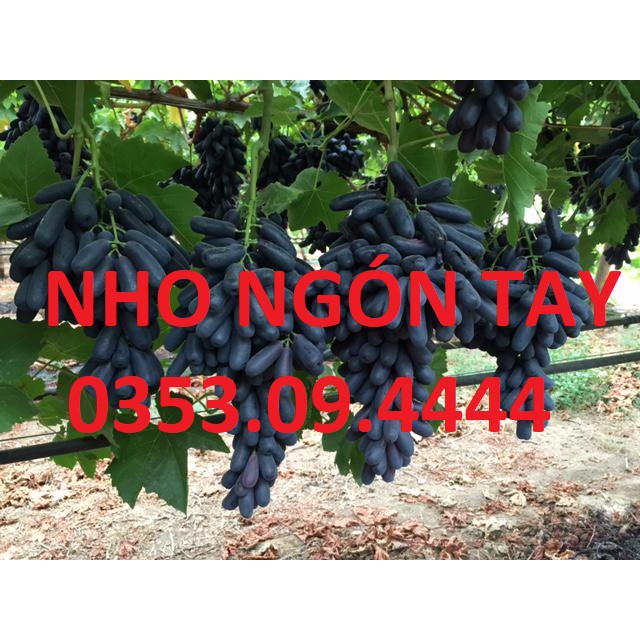 Cây Giống Nho Ngón Tay Úc Chuẩn ĐH Nông Nghiệp 1