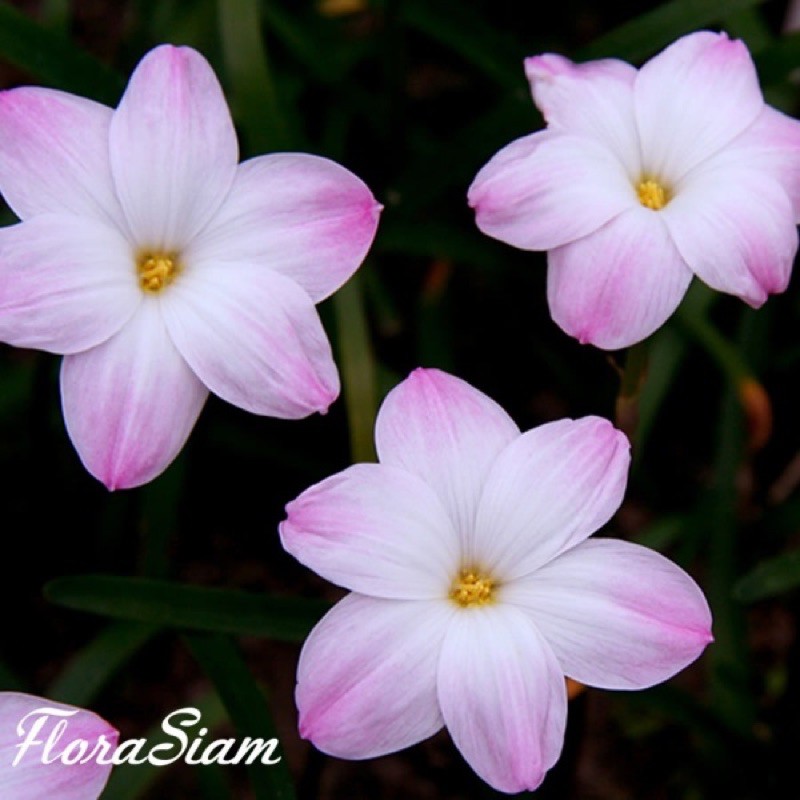 Củ huệ mưa lily pies