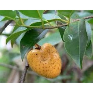 10 hạt giống cây bình bát vàng. Trái dùng làm thuốc hoặc ăn rất ngon