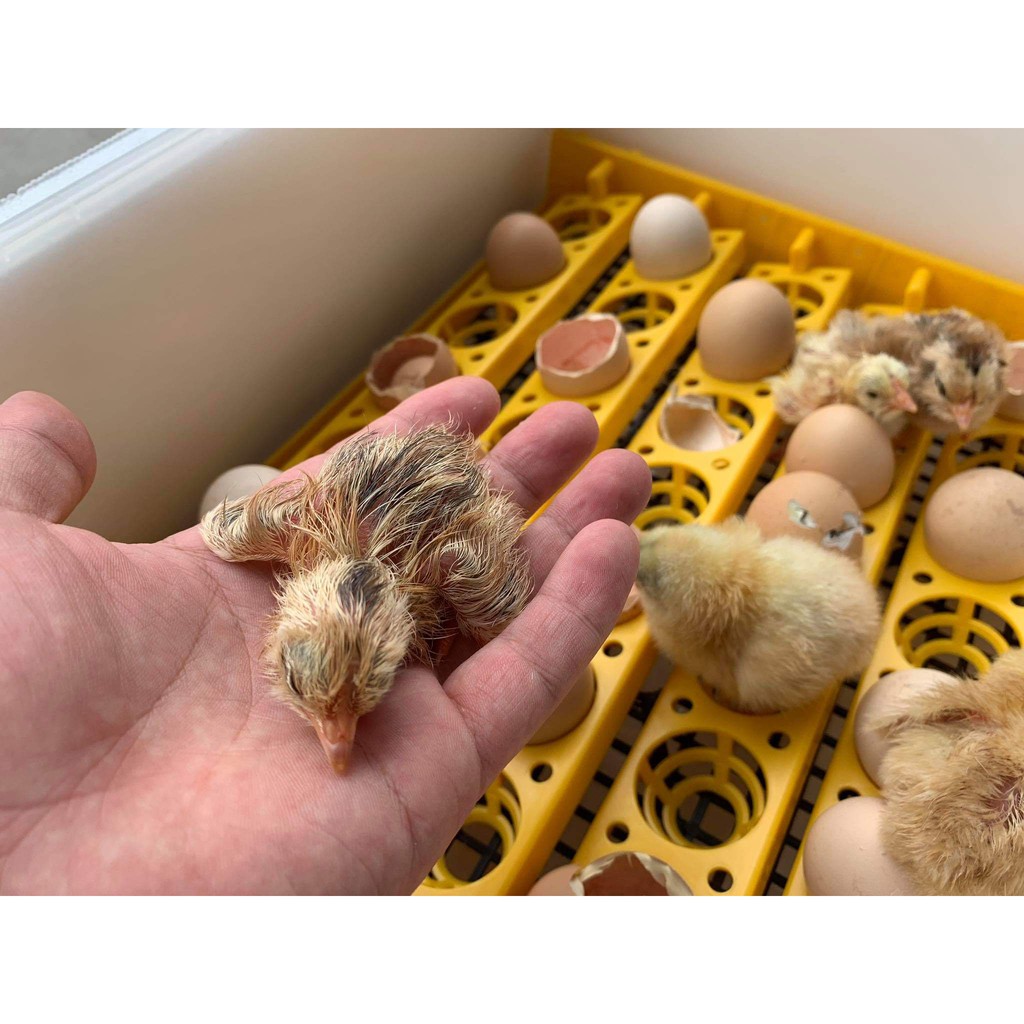 Máy ấp trứng Mini Ánh Dương A100 - 54Trứng Khay Nhựa - Lắp Ráp Sẵn + Tặng kèm gói úm, Bình châm nước