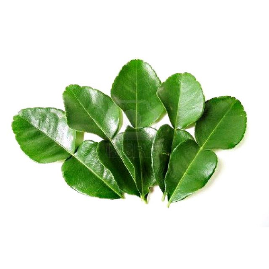COMBO 2 CÂY CHÚC GIỐNG KHỎE MANH, CÂY CHANH THÁI GIỐNG TRỒNG TỪ HẠT, SỨC SỐNG MẠNH Mầm Xinh, xương rồng