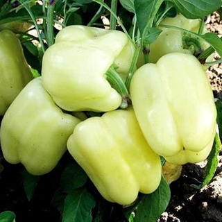 Hạt giống ớt chuông trắng 20 hạt